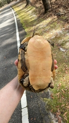 Deirochelys reticularia