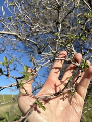 Sambucus cerulea