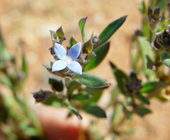 Dolichocarpa crouchiana