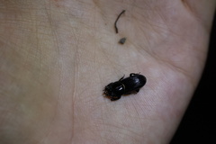 Lucanidae