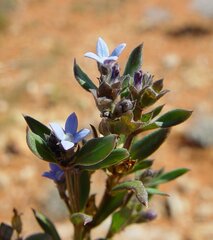 Dolichocarpa crouchiana