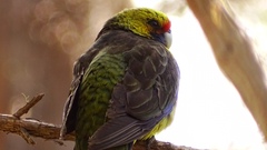 Platycercus caledonicus