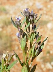 Dolichocarpa crouchiana