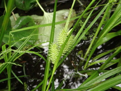 Carex retrorsa