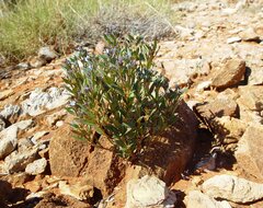Dolichocarpa crouchiana