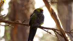 Platycercus caledonicus