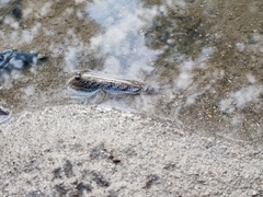 Periophthalmus argentilineatus