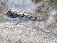 Periophthalmus argentilineatus