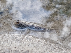 Periophthalmus argentilineatus