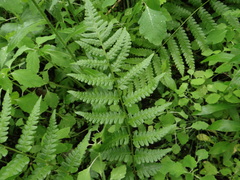 Dryopteris clintoniana