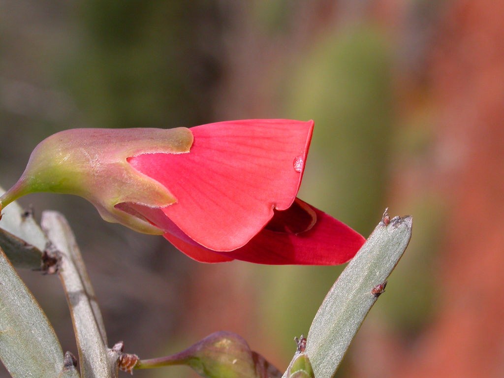 cactus bossiaea