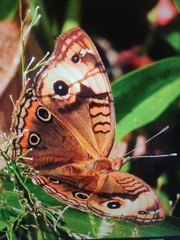 Junonia zonalis
