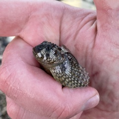 Clinocottus recalvus