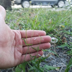 Vicia acutifolia