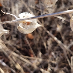 Physalis neomexicana