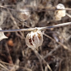 Physalis neomexicana