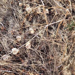 Physalis neomexicana