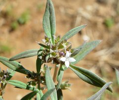 Dolichocarpa crouchiana