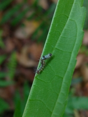 Tiracola aureata