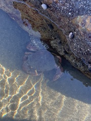 Metacarcinus anthonyi