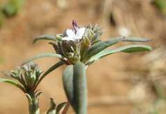 Dolichocarpa crouchiana