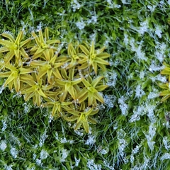 Syntrichia