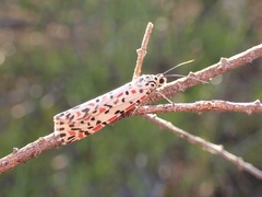 Utetheisa pulchelloides