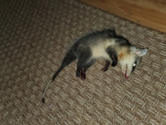 Didelphis pernigra