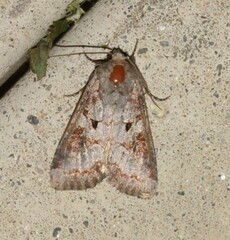 Trichordestra legitima