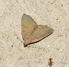 Zanclognatha protumnusalis