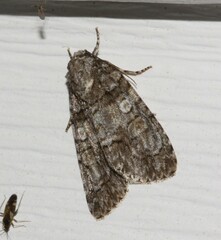 Acronicta tristis