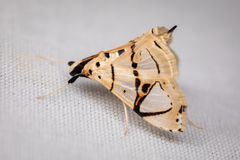 Conchylodes graphialis