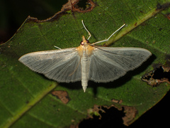 Pyrausta ciniferalis