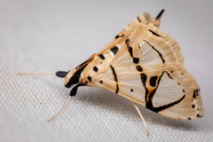Conchylodes graphialis