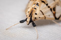 Conchylodes graphialis