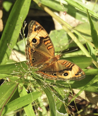 Junonia zonalis