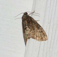 Neoligia subjuncta