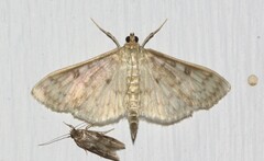 Herpetogramma aeglealis