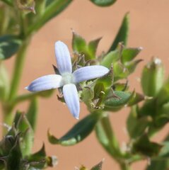 Dolichocarpa crouchiana