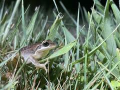 Litoria ewingii