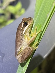 Litoria ewingii