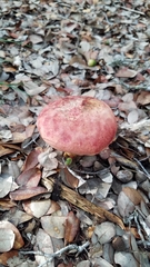 Boletus subfraternus
