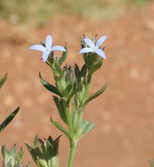 Dolichocarpa crouchiana