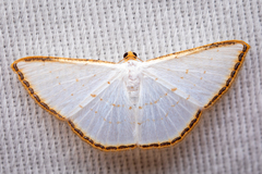 Leuciris