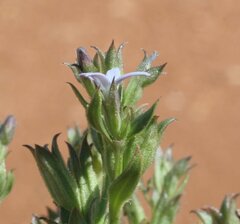 Dolichocarpa crouchiana