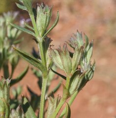 Dolichocarpa crouchiana