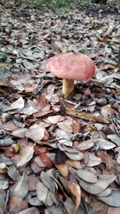 Boletus subfraternus