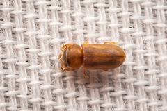 Heteroceridae