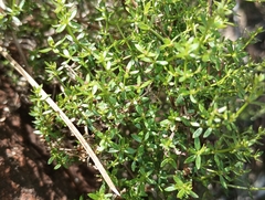 Galium porrigens