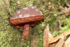 Boletus barragensis